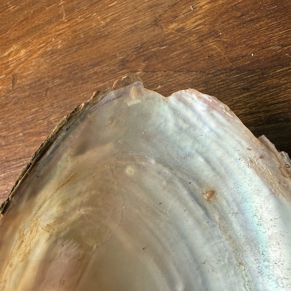Natural Shell Home Accent - Picture 3 of 5